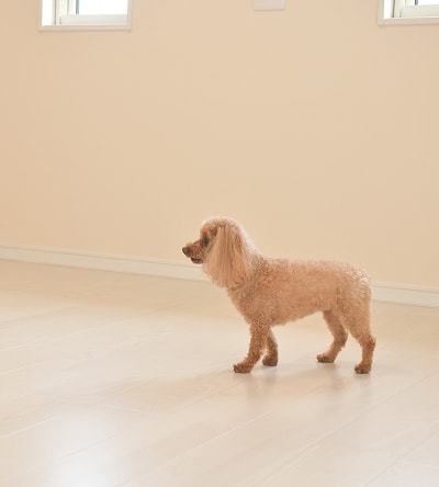 ペット対応フローリングの写真